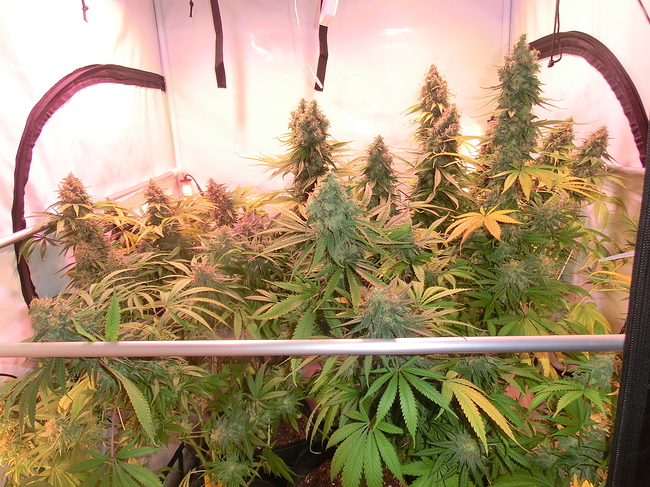 Growreport Bild 5