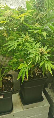 Growreport Bild 33