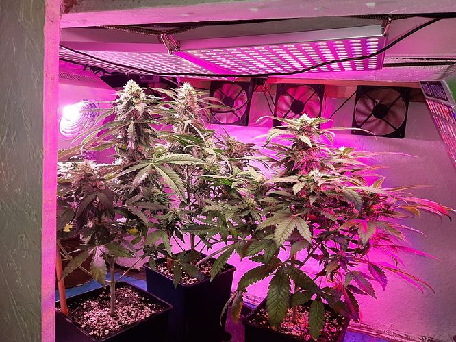 Growreport Bild 11