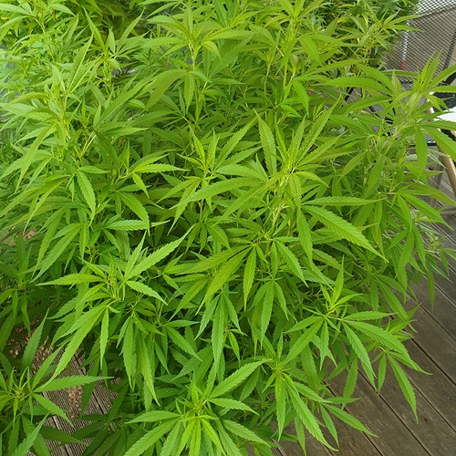 15974873926809205842992657822865