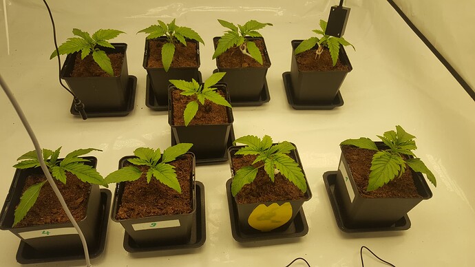 Growreport Bild 1