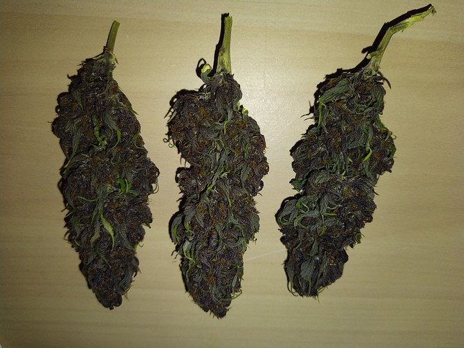 Growreport Bild 2