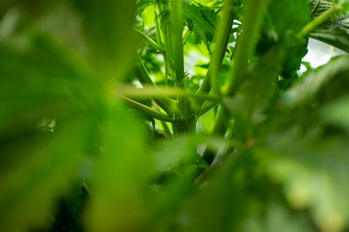 Growreport Bild 35