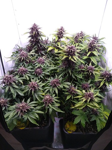 Growreport Bild 1