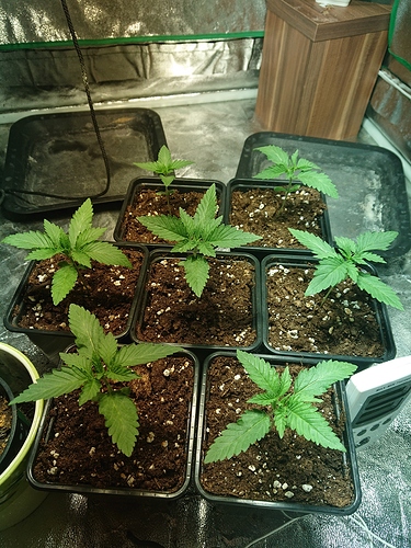 Growreport Bild 12