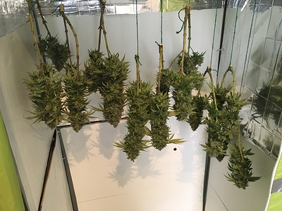 Growreport Bild 1