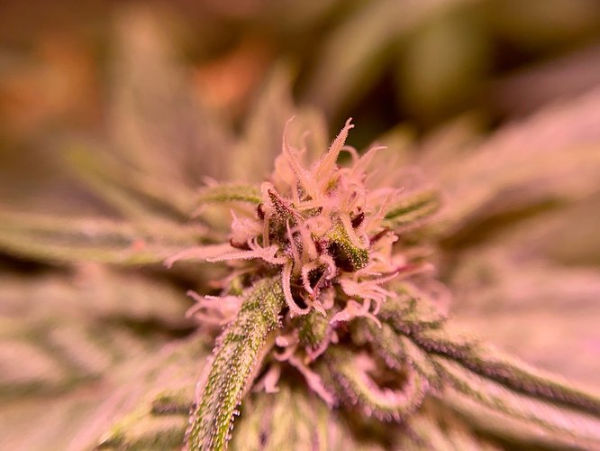 Growreport Bild 10