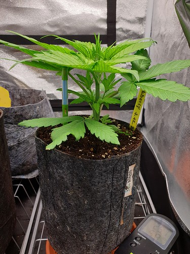 Growreport Bild 11