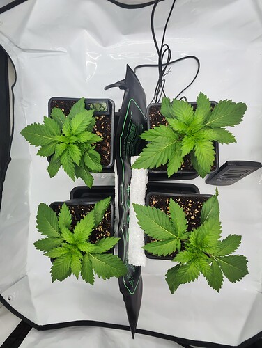 Growreport Bild 10