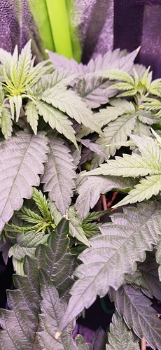Growreport Bild 3