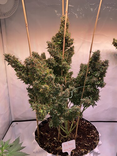 Growreport Bild 4