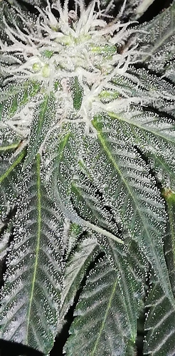 Growreport Bild 11