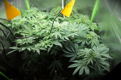 Growreport Bild 19
