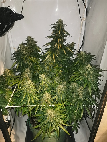 Growreport Bild 1