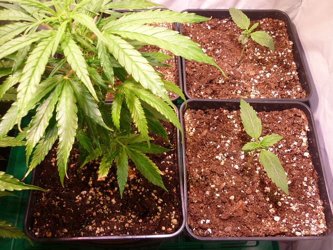 Growreport Bild 2