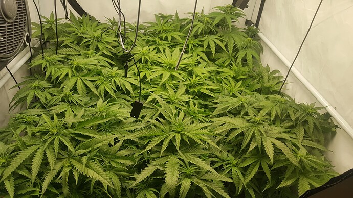 Growreport Bild 9