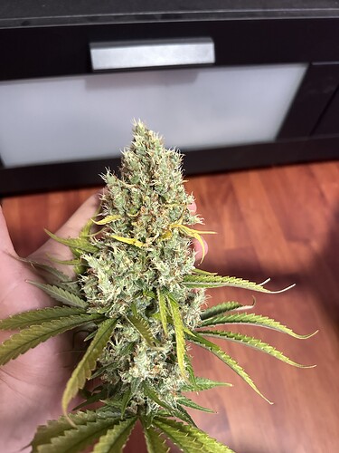 Growreport Bild 1