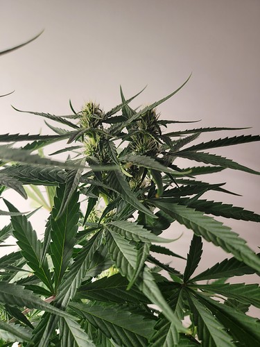 Growreport Bild 4