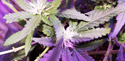 Growreport Bild 7