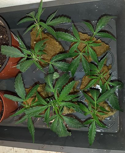 Growreport Bild 2
