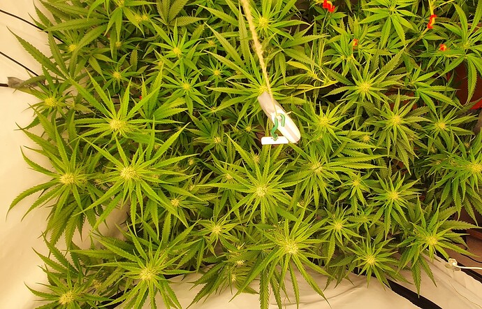 Growreport Bild 6