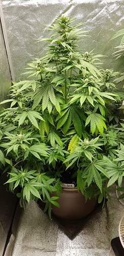 Growreport Bild 3
