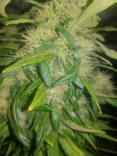 Growreport Bild 6