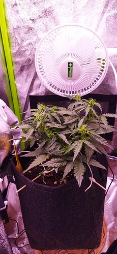 Growreport Bild 57