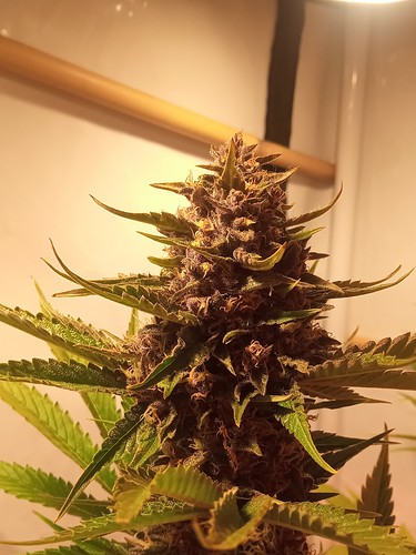 Growreport Bild 67