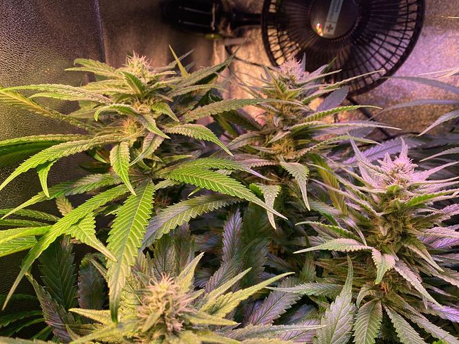 Growreport Bild 3