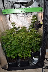 Growreport Bild 9