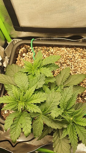 Growreport Bild 1
