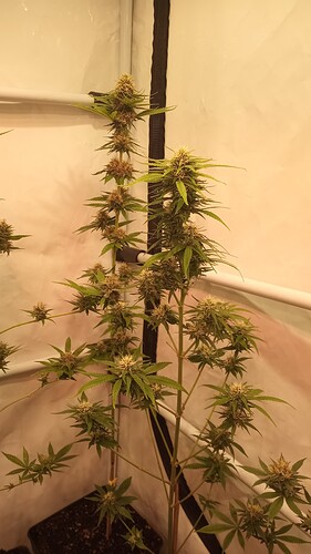 Growreport Bild 54