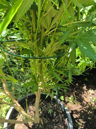 Growreport Bild 16
