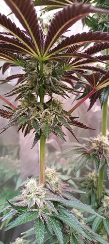 Growreport Bild 2