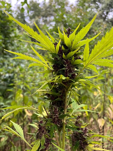 Growreport Bild 5