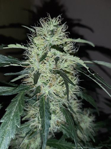 Growreport Bild 9