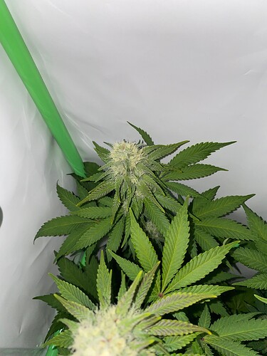 Growreport Bild 6