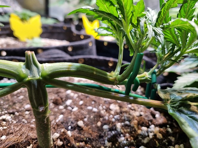 Growreport Bild 5