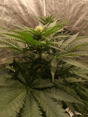 Growreport Bild 8
