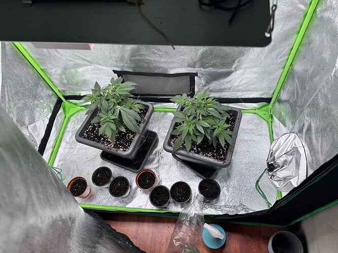 Growreport Bild 32