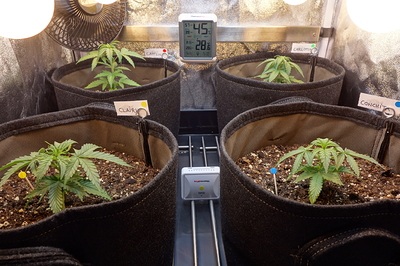 Vier junge Cannabispflanzen in Vlies-Töpfen, jede mit einem Namensschild versehen. Ein Thermometer zeigt 28,6°C und 45% Luftfeuchtigkeit an.