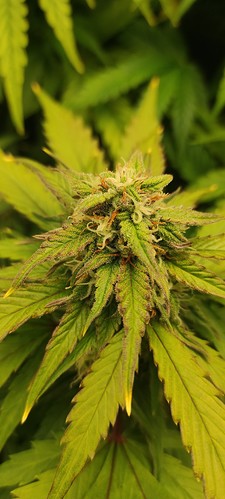 Growreport Bild 7