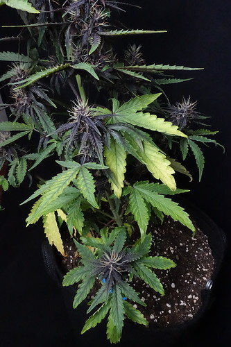 Growreport Bild 3