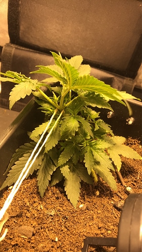 Growreport Bild 1