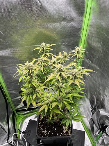 Growreport Bild 23