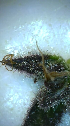 Growreport Bild 2