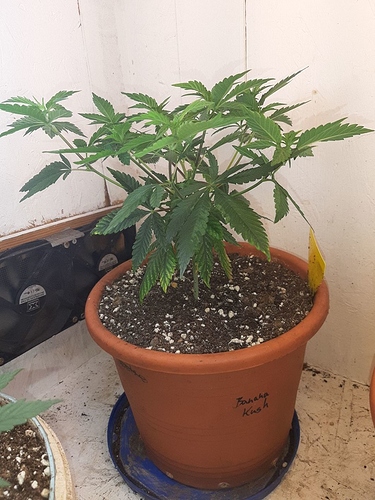 Growreport Bild 1