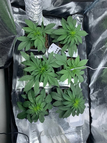 Growreport Bild 13