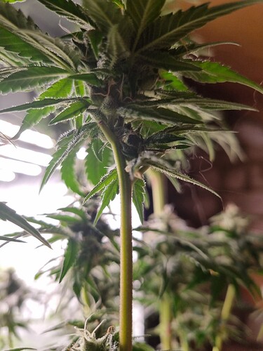 Growreport Bild 8